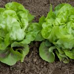 Farm to Table Claims: Myths and Facts