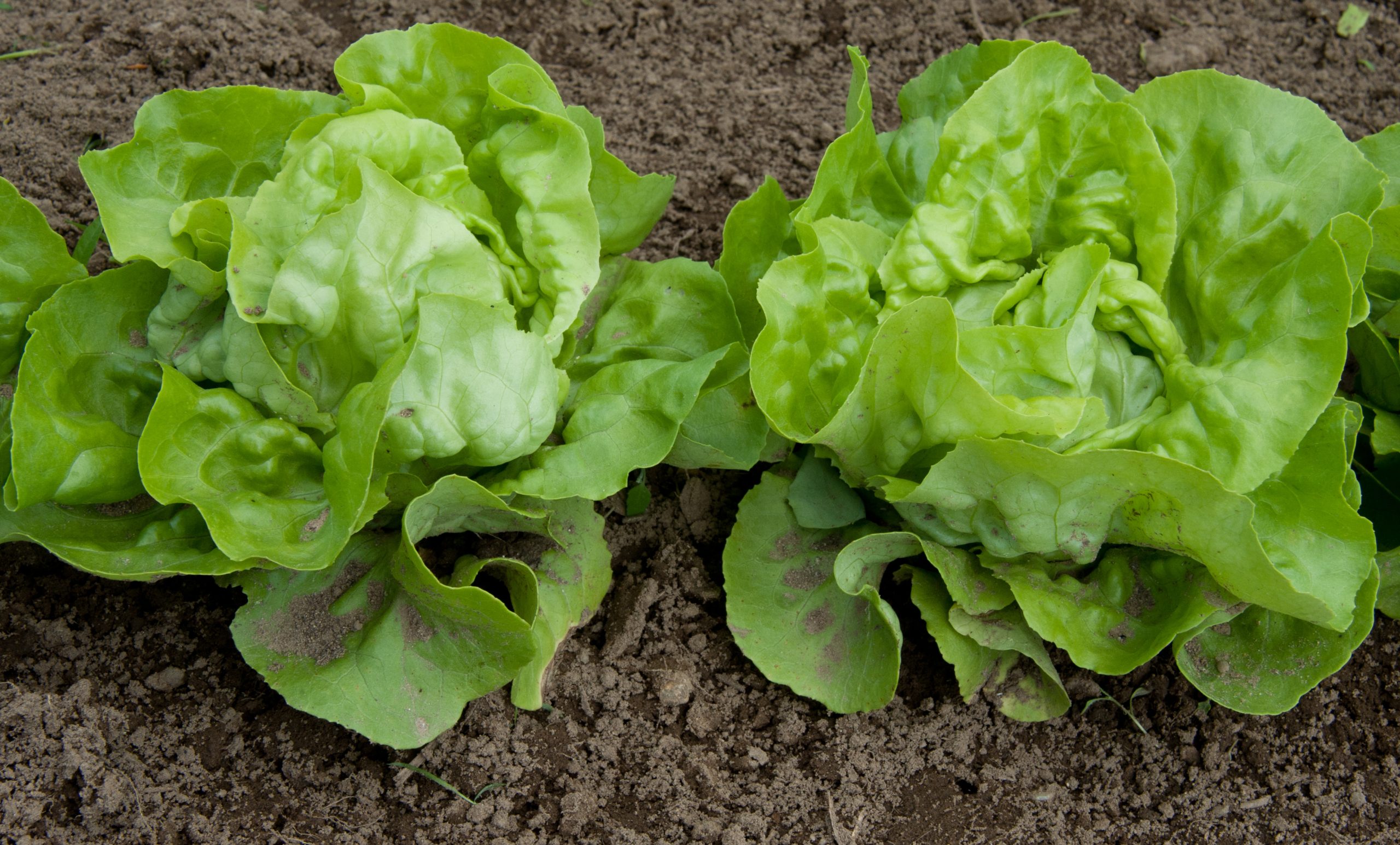 Heads of butter lettuce growing in dark soil in a vegetable field